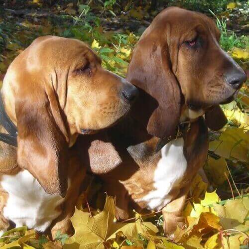 red hound puppies