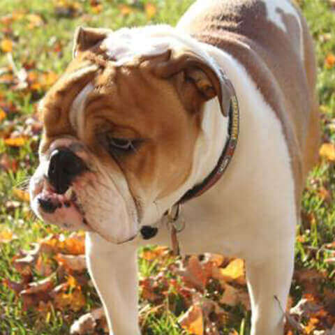 Things You Might Not Know About The Popular Dog Breed, Bulldogs