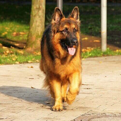 dog german shepherd