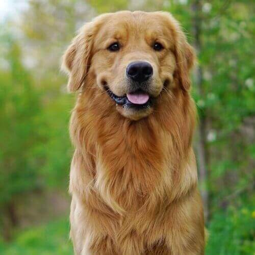 why are golden retrievers good dogs?