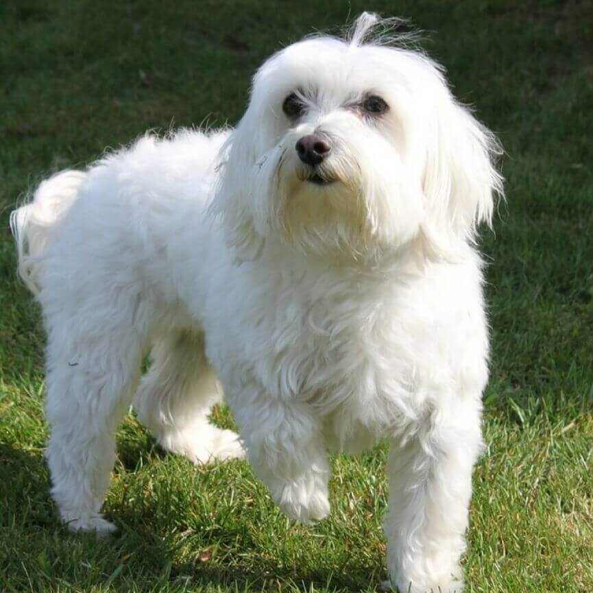 how old can maltese breed?